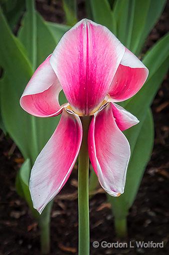 Wilted Tulip_DSCF02337.jpg - Photographed at the 2013 Canadian Tulip Festival in Ottawa, Ontario, Canada.